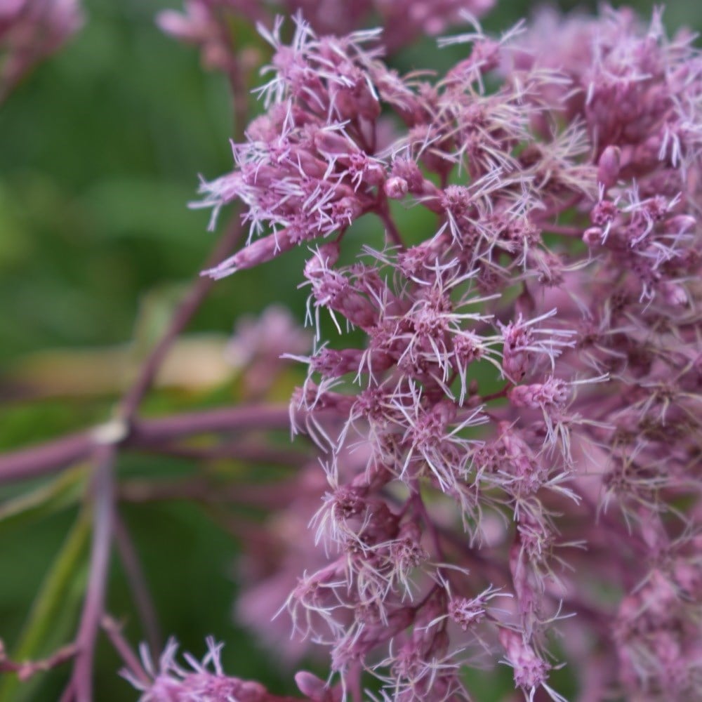 <i>Eupatorium maculatum</i> (Atropurpureum Group) 'Riesenschirm'