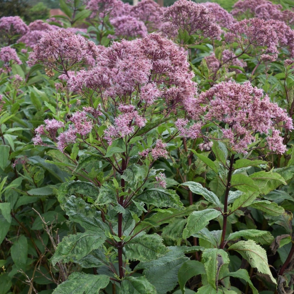 <i>Eupatorium maculatum</i> (Atropurpureum Group) 'Riesenschirm'