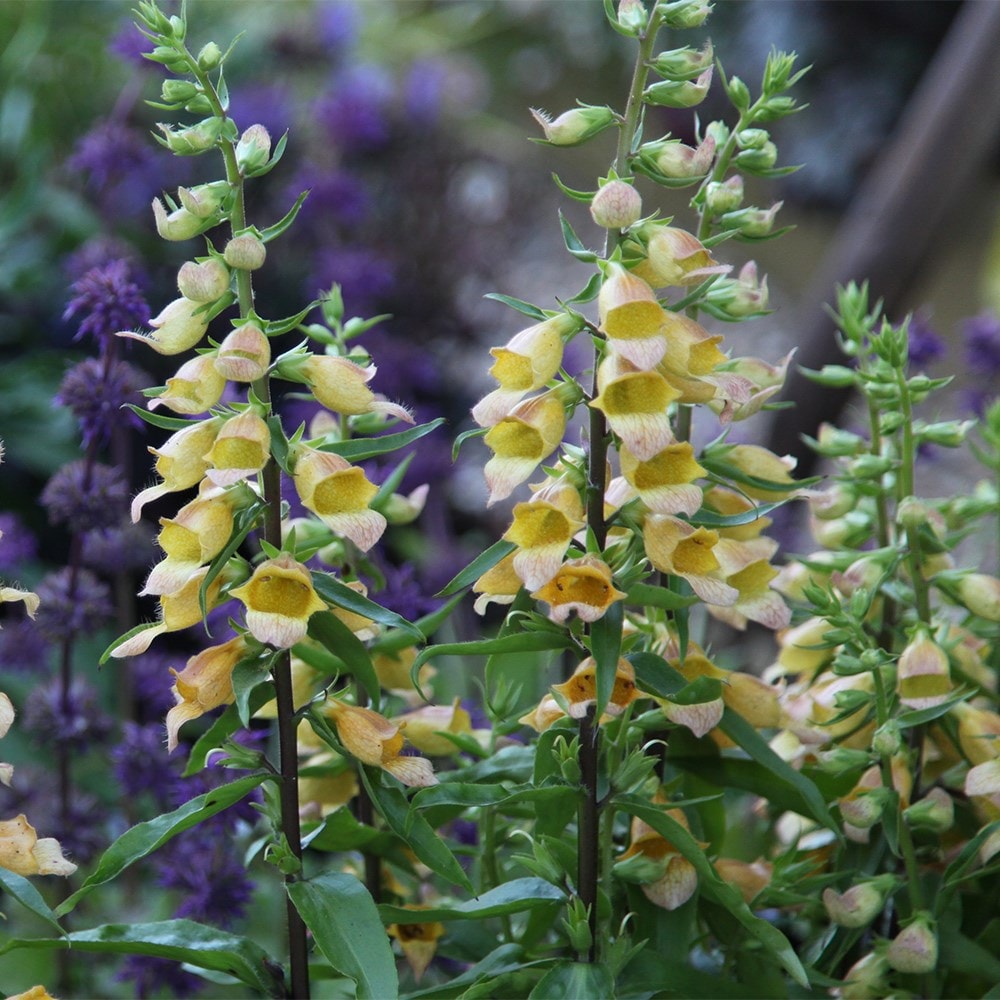 <i>Digitalis</i> 'Spice Island'