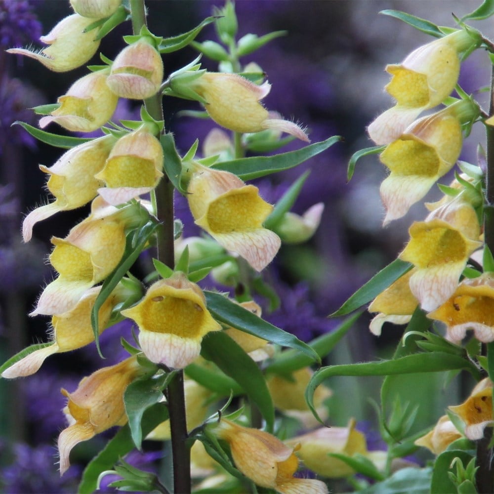 <i>Digitalis</i> 'Spice Island'