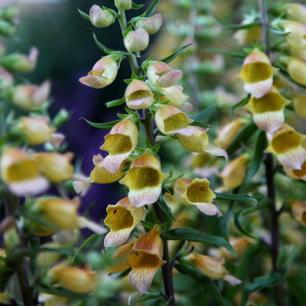<i>Digitalis</i> 'Spice Island'