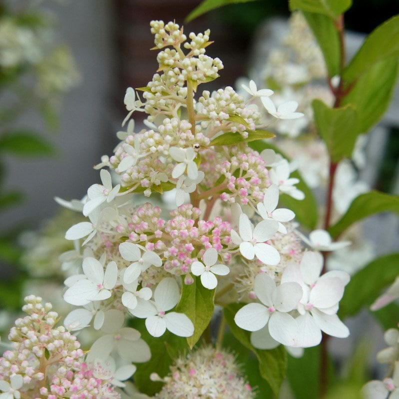 Image of Hydrangea paniculata confetti 2