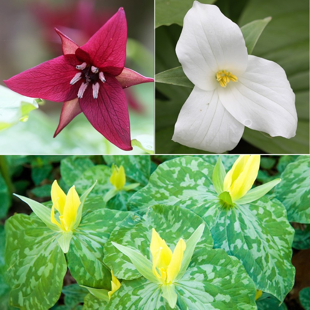 Product options image