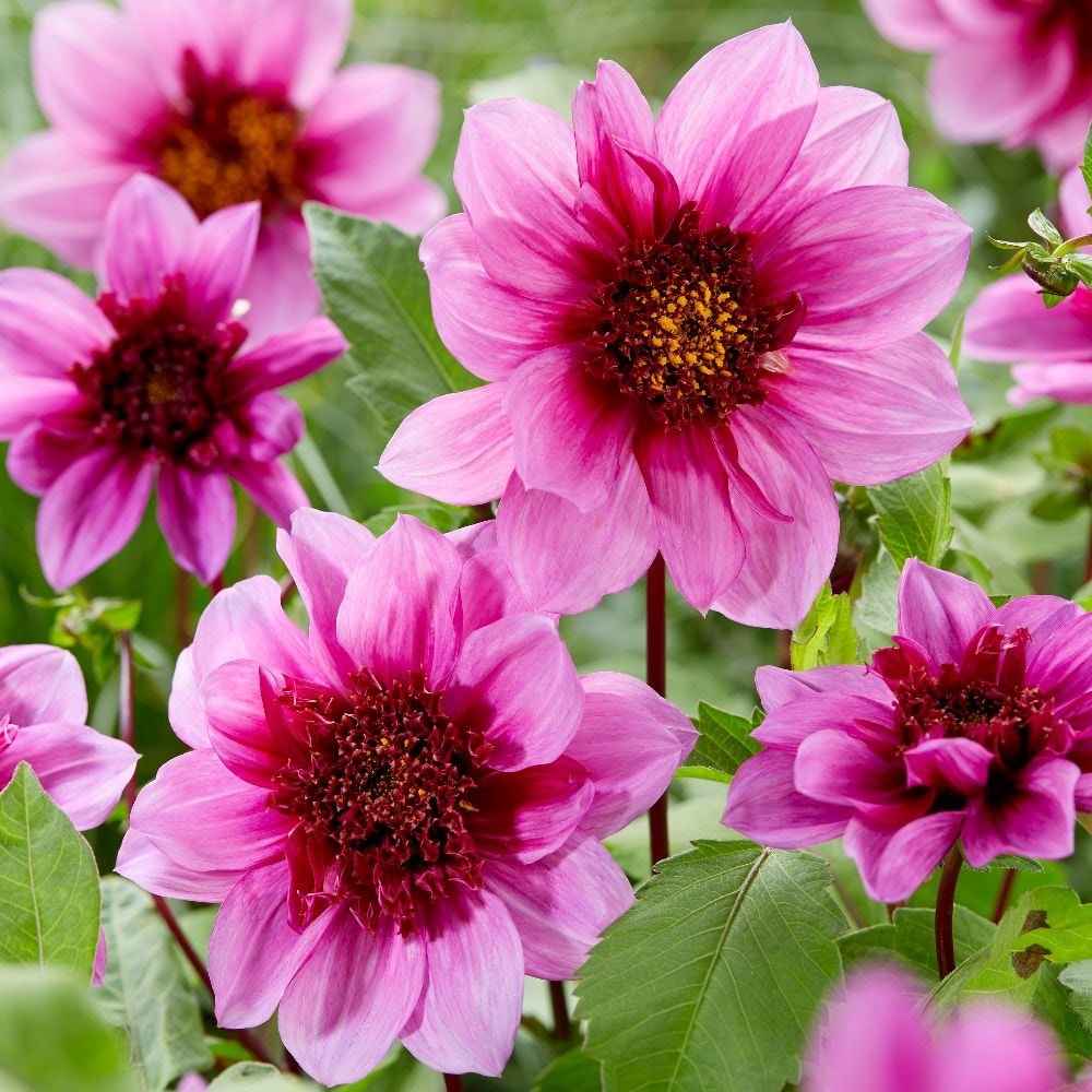 Product options image