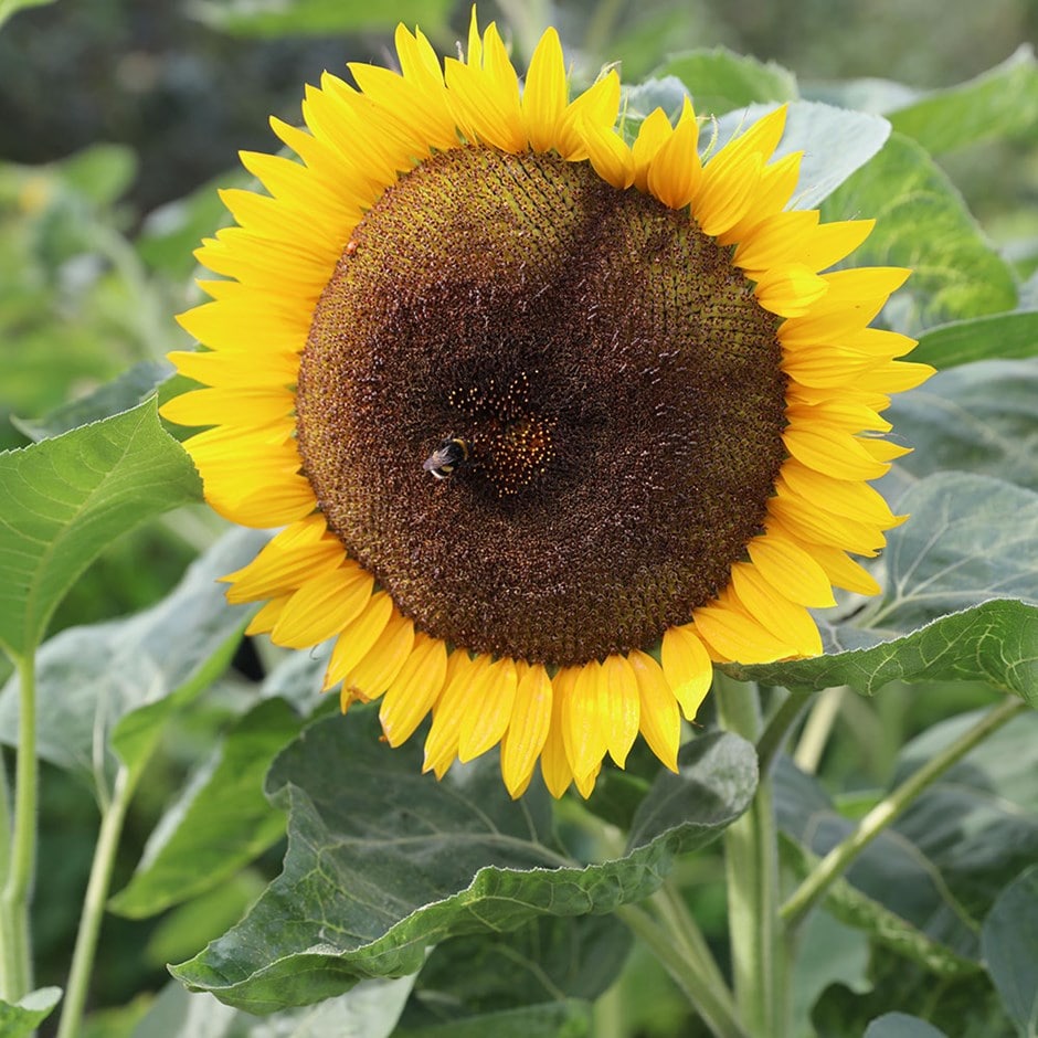 Cult Pens Diamine Flower Inks Set – Sunflower | dapprman