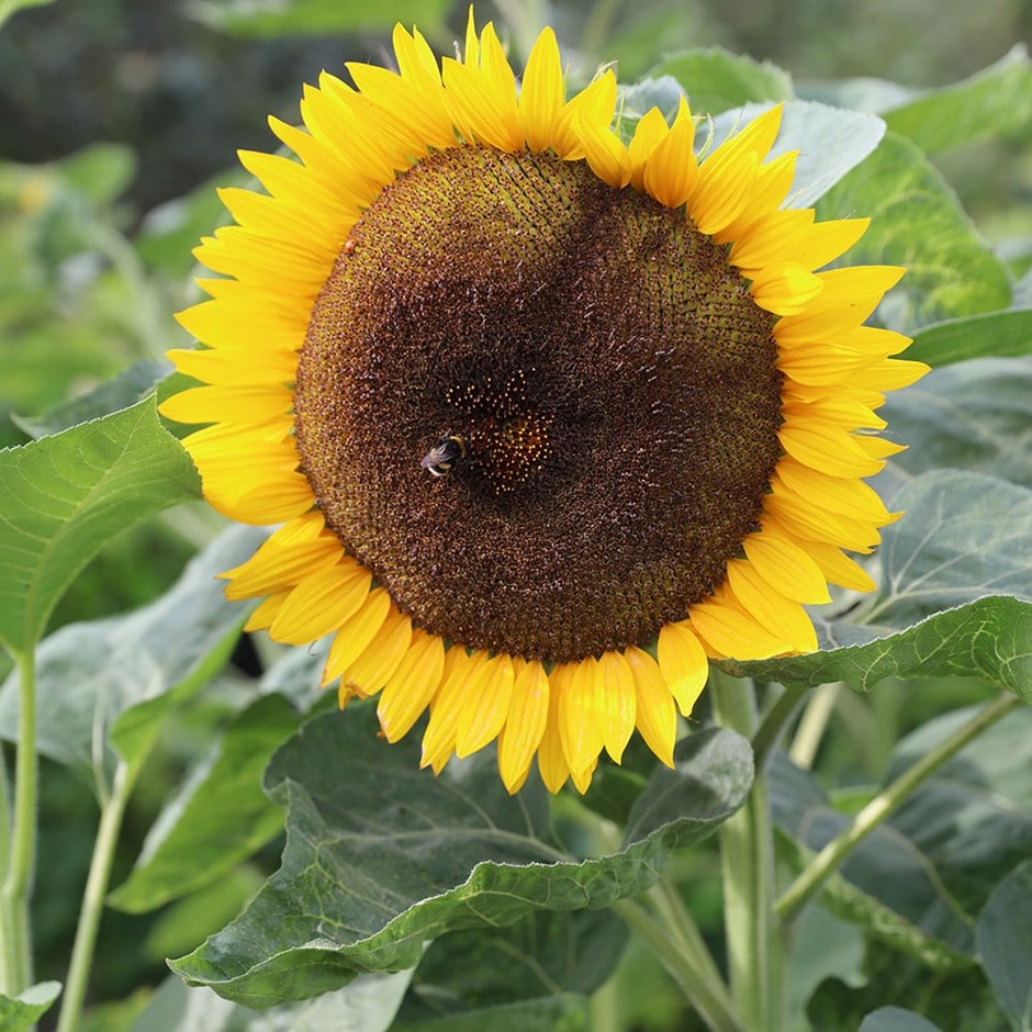 Buy sunflower Helianthus Tall Single: £2.29 Delivery by Crocus