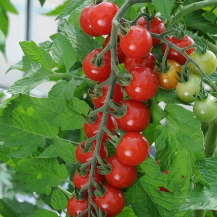 Picture of tomato Sweet Aperitif
