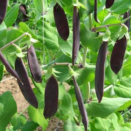 Picture of pea Shiraz