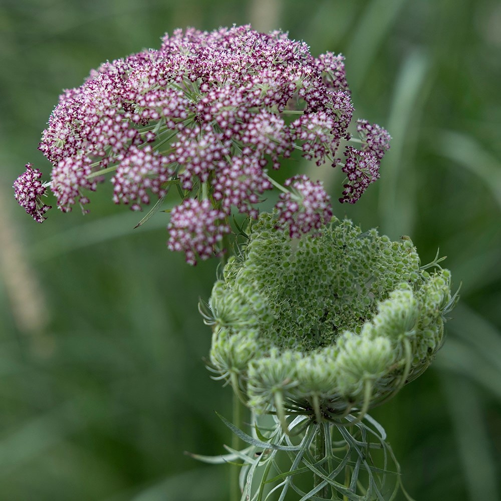 Product options image