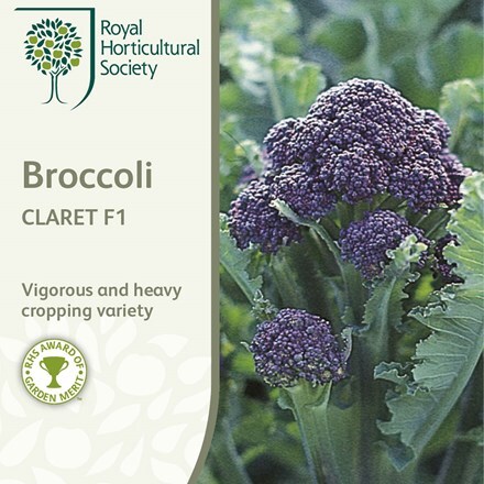 Picture of broccoli Claret