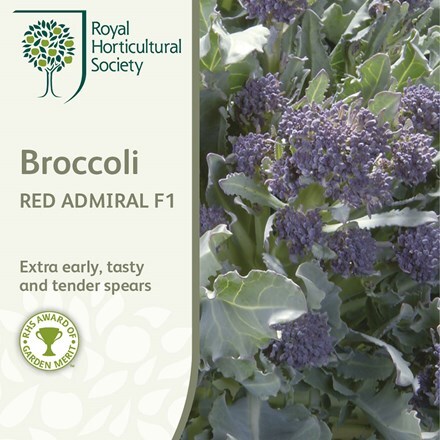 Picture of broccoli Red Admiral