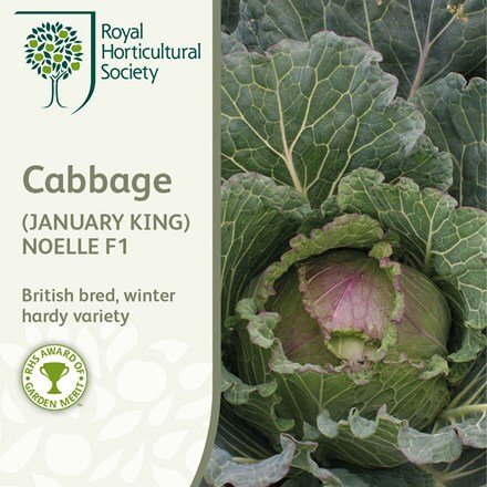 Picture of cabbage Noelle