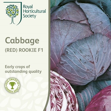 Picture of cabbage Rookie