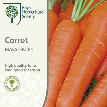 Picture of carrot Maestro (PBR)