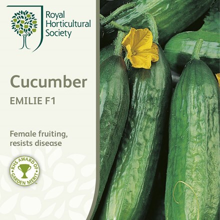 Picture of cucumber Emilie