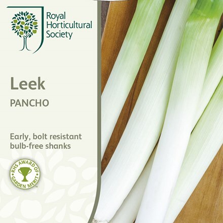 Picture of leek Pancho
