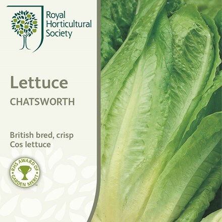 Picture of lettuce Chatsworth