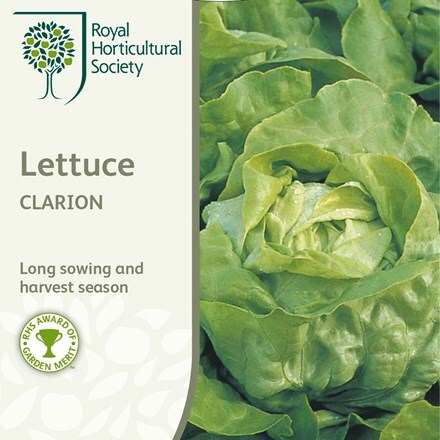 Picture of lettuce Clarion