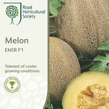 Picture of melon Emir