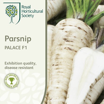 Picture of parsnip Palace (PBR)