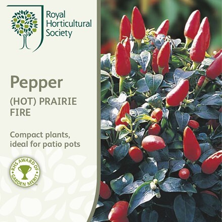 Picture of chilli pepper Prairie Fire