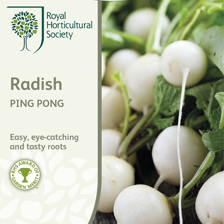 Buy radish / Raphanus sativus 'Ping Pong' radish Ping Pong