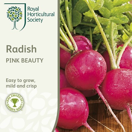Picture of radish Pink Beauty