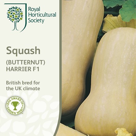 Picture of squash (butternut) Harrier
