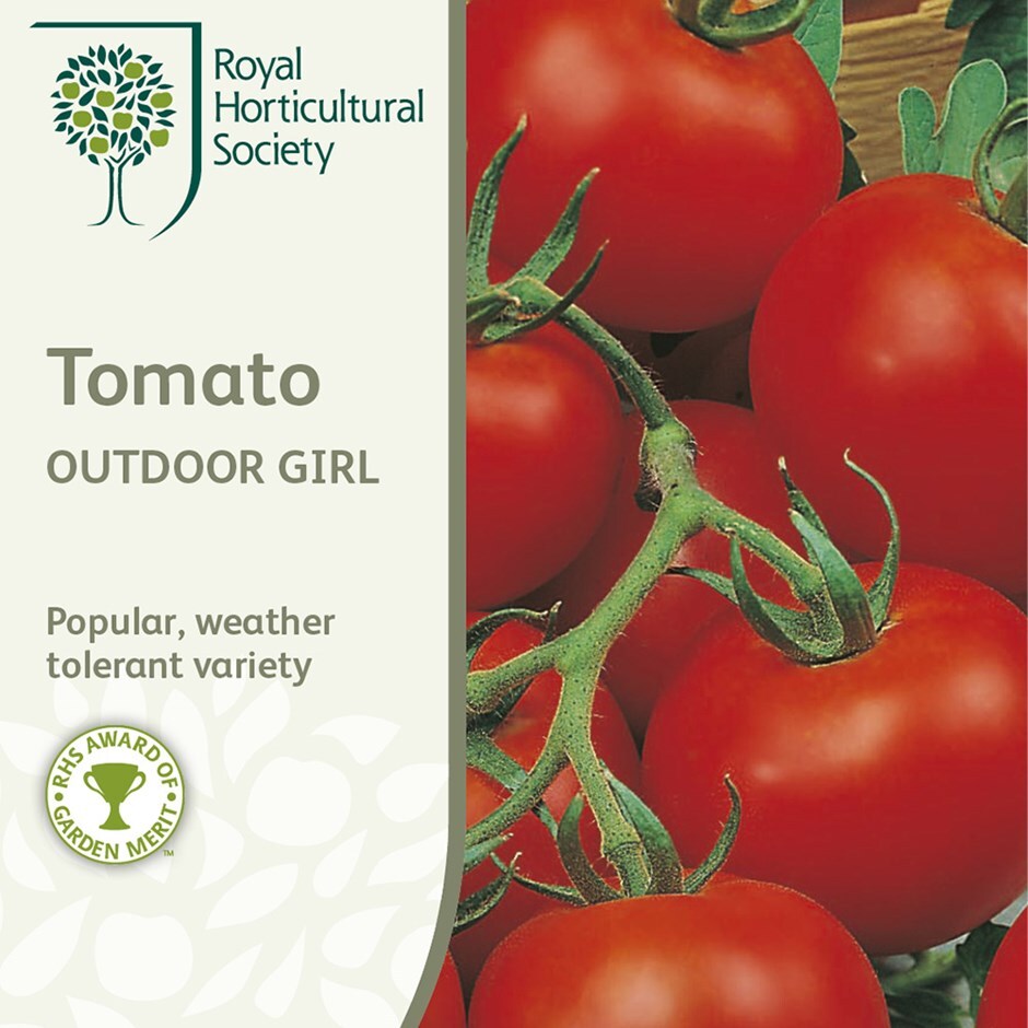 Buy tomato Solanum lycopersicum 'Outdoor Girl' tomato 