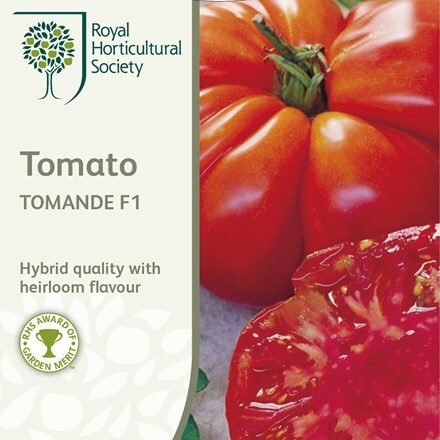 Picture of tomato Tomande