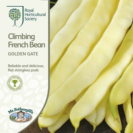 Picture of climbing French bean Golden Gate