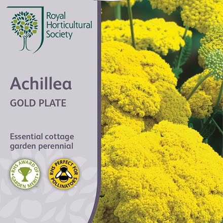Achillea filipendulina Gold Plate