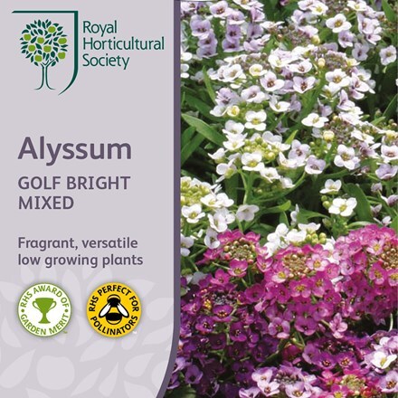 Picture of Alyssum Golf Bright Mixed