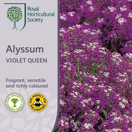 Picture of Lobularia maritima Violet Queen