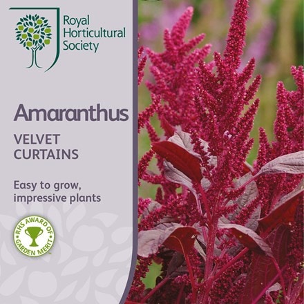 Picture of Amaranthus cruentus Velvet Curtains
