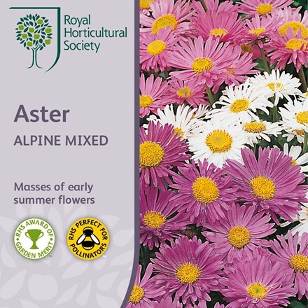 Picture of Aster alpinus