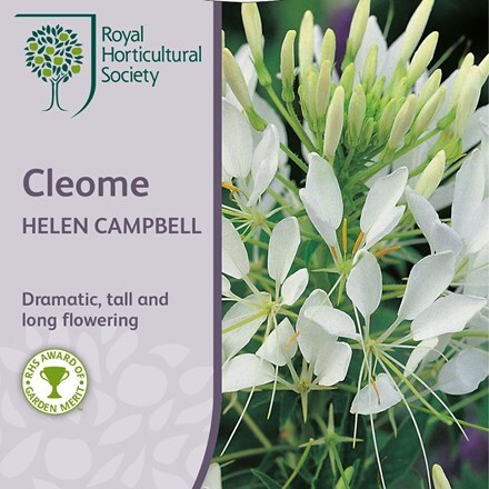 Picture of Cleome hassleriana Helen Campbell
