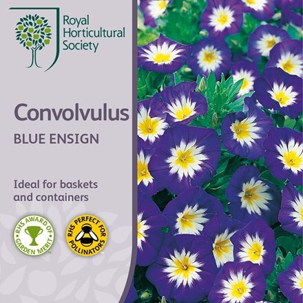 Picture of Convolvulus tricolor Blue Ensign