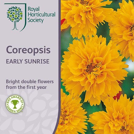 Picture of Coreopsis grandiflora Early Sunrise