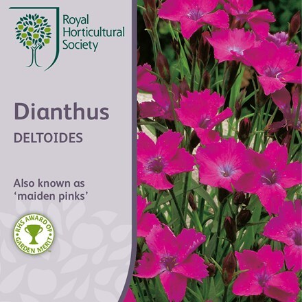 Picture of Dianthus deltoides