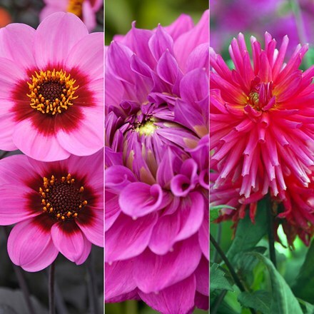 Irresistible Pink dahlia collection