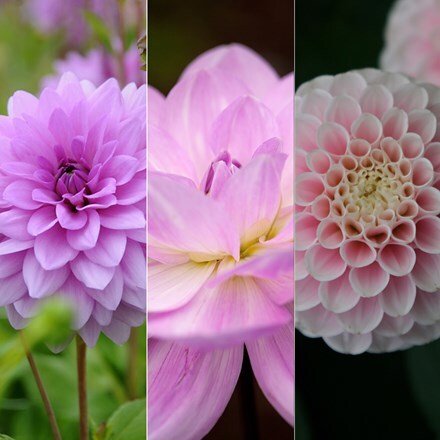 Pastel dahlia collection