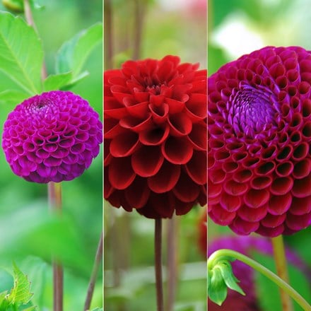 Ruby and amethyst dahlia collection