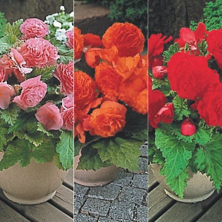 Star begonia collection