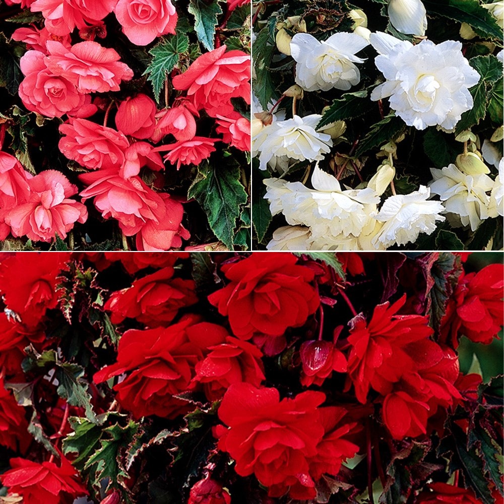 Product options image