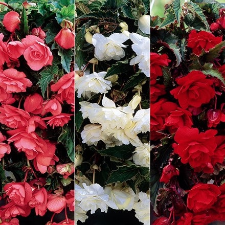 Begonia collection for Hanging baskets & pots