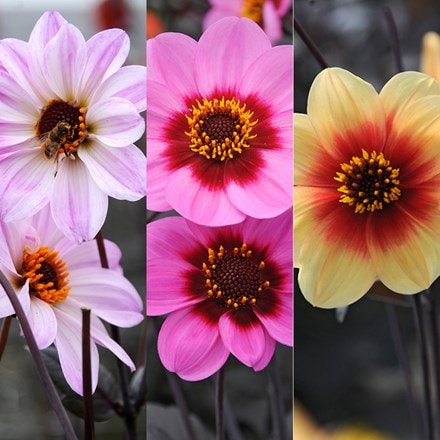 Dahlias for bees and butterflies