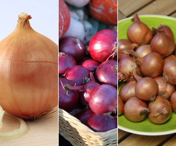 Award-winning onion and shallot collection