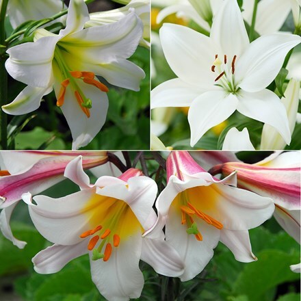 Best white lilies collection