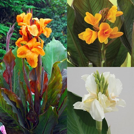 Picture of New and Favourite Cannas